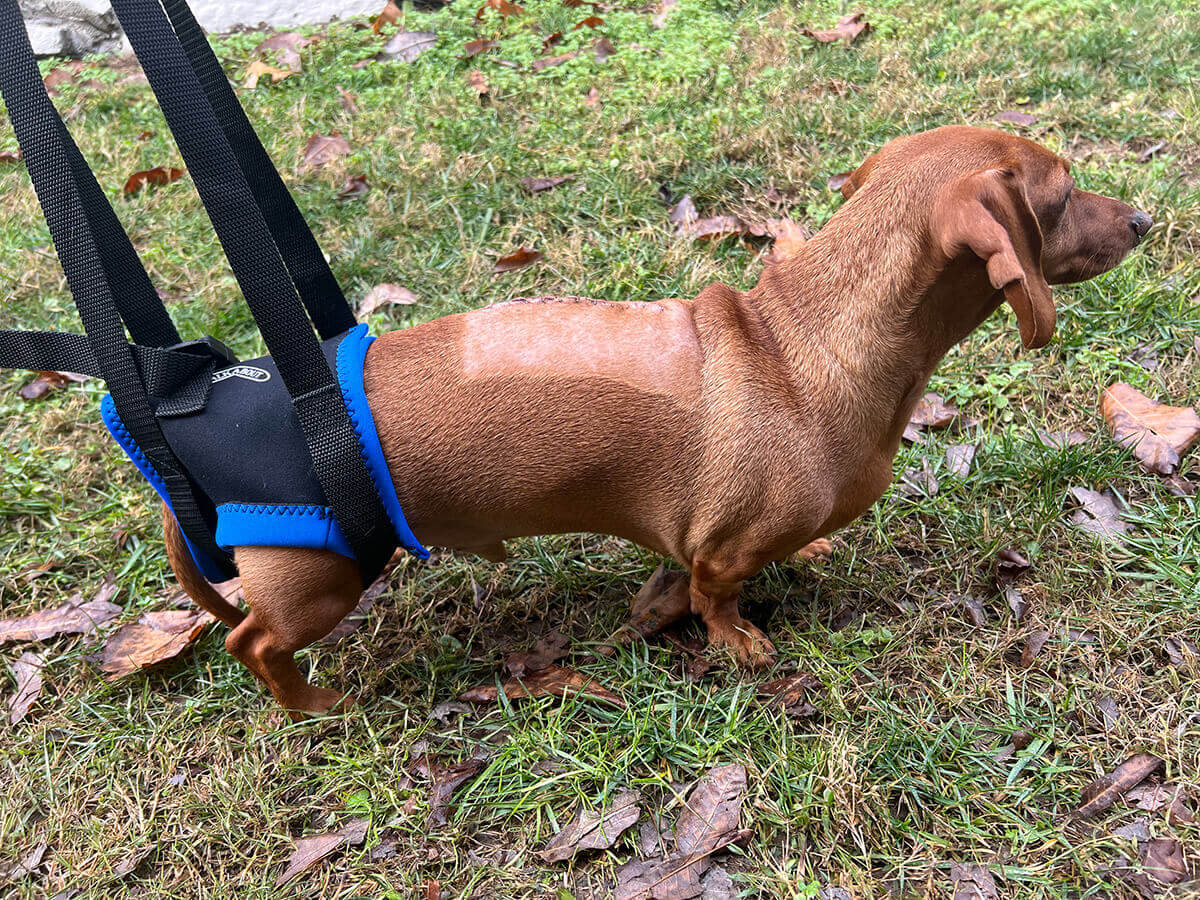 Dog in a walking harness