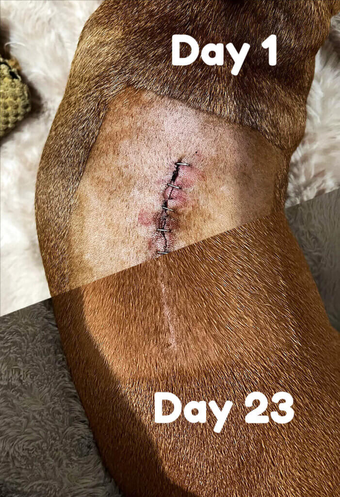 Mister's incision at Day 1 and 23